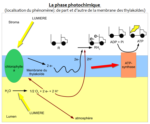 schema bilan phase photochimique
